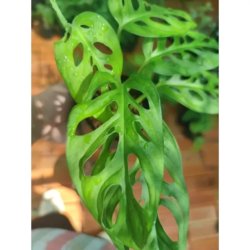 Cây giống trầu bà Monstera Adansonii, kiểng lá