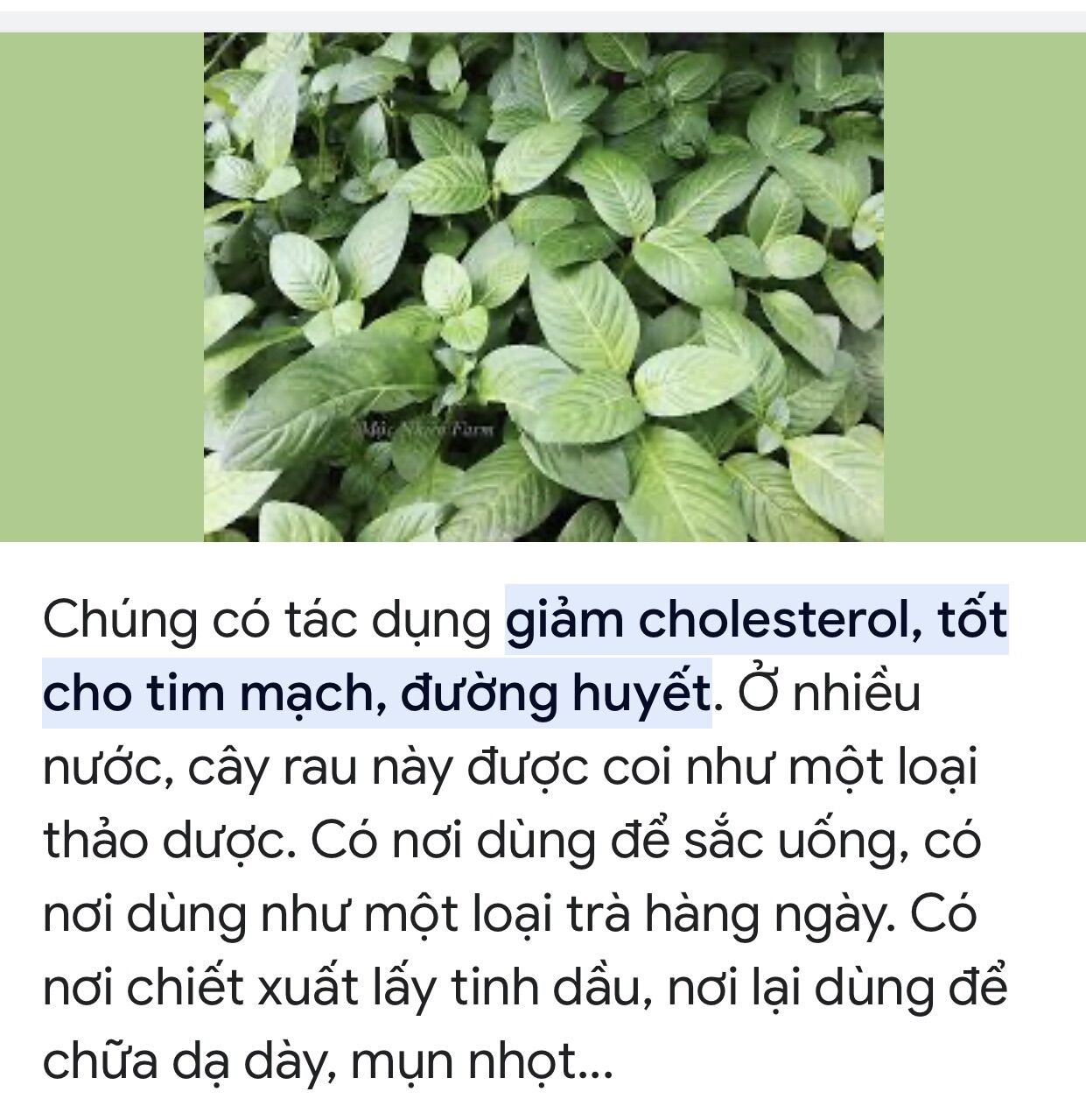 Chậu cây rau xá xị / quế vị