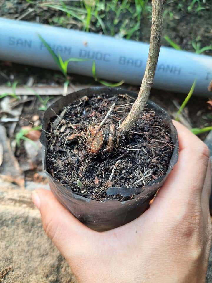 10 Cây Mai con quấn rễ 60cm đến 80cm