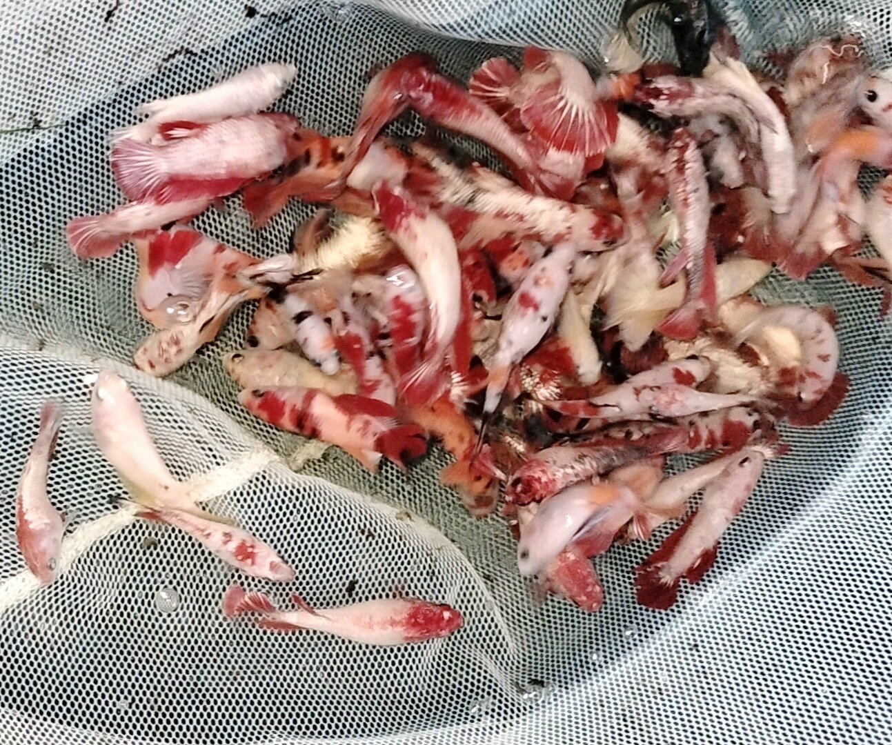 Betta Koi red copper 10 bé mái 50k