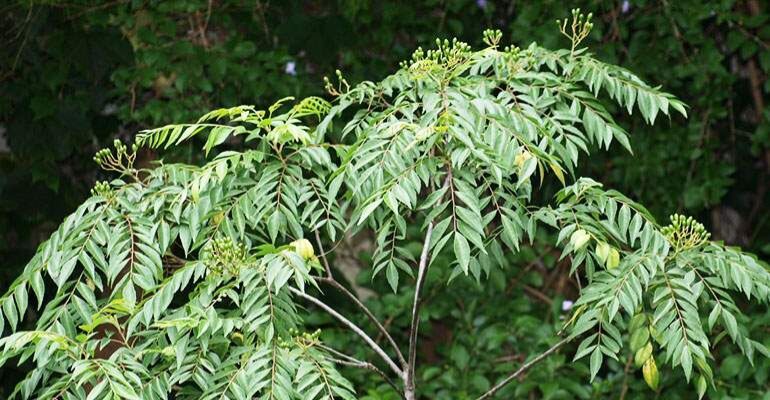 cây cà ri - cây gia vị cao 40-50cm.