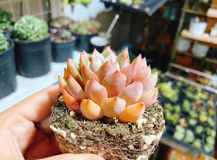 Sen đá Echeveria Shamong - lên màu cam cá hồi