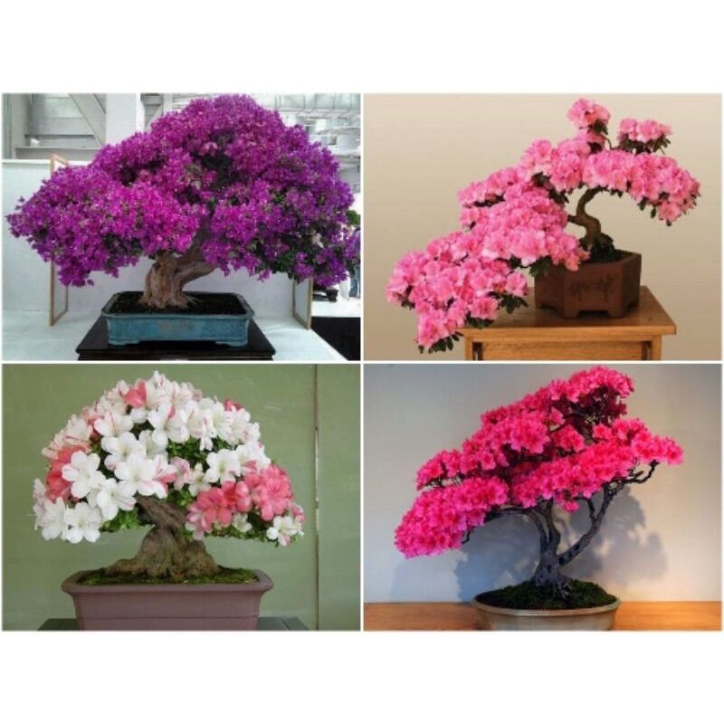 Cây giống hoa đỗ quyên