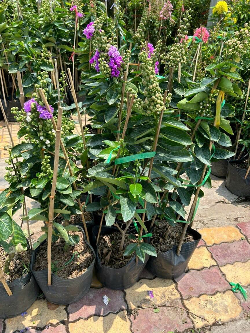 cây bằng lăng thái hoa to.