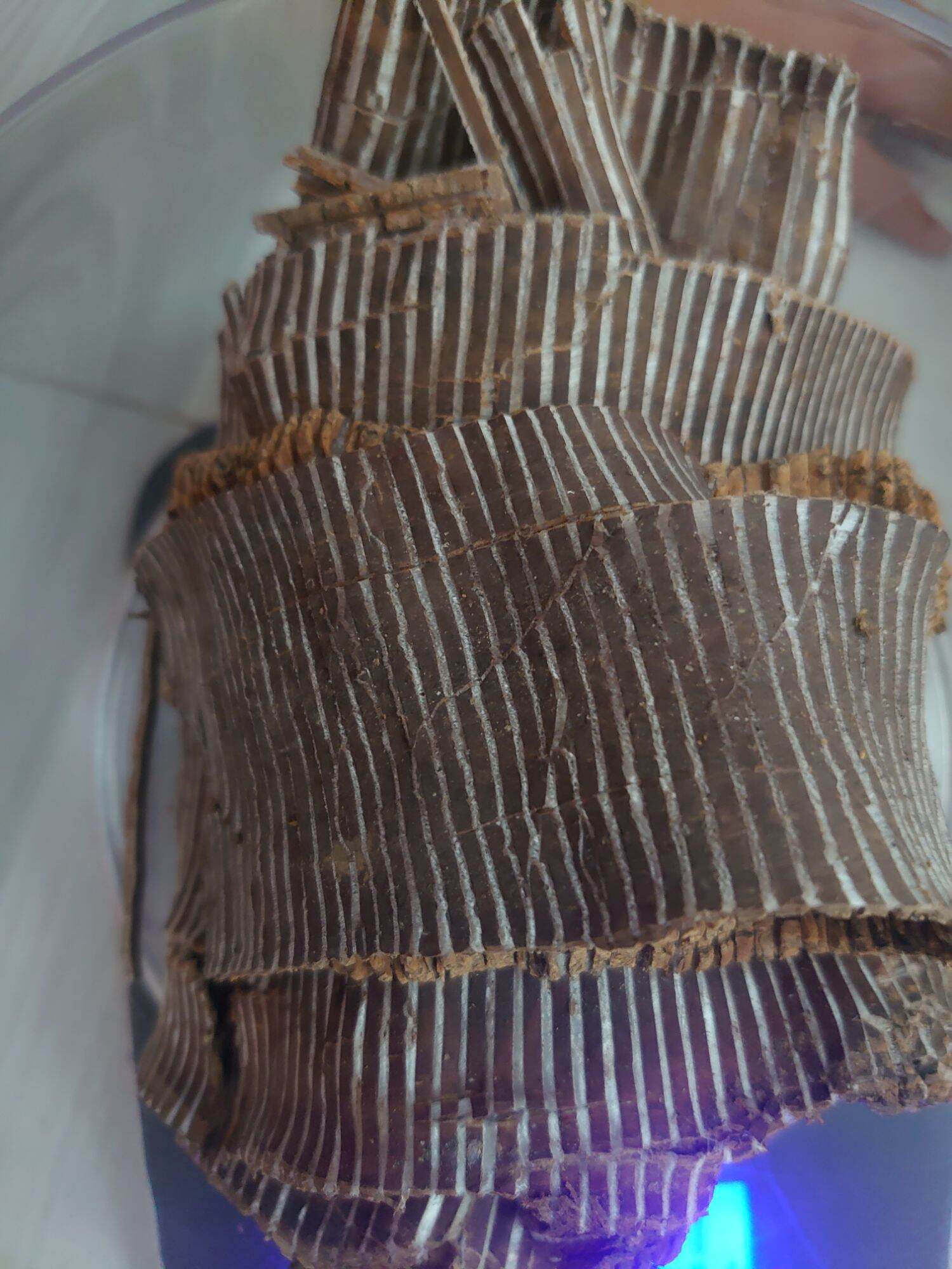 100gr đỗ trọng khô