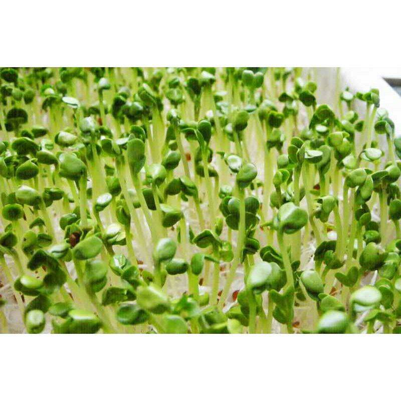 Hạt Giống Rau Mầm Củ Cải Trắng (20gram)