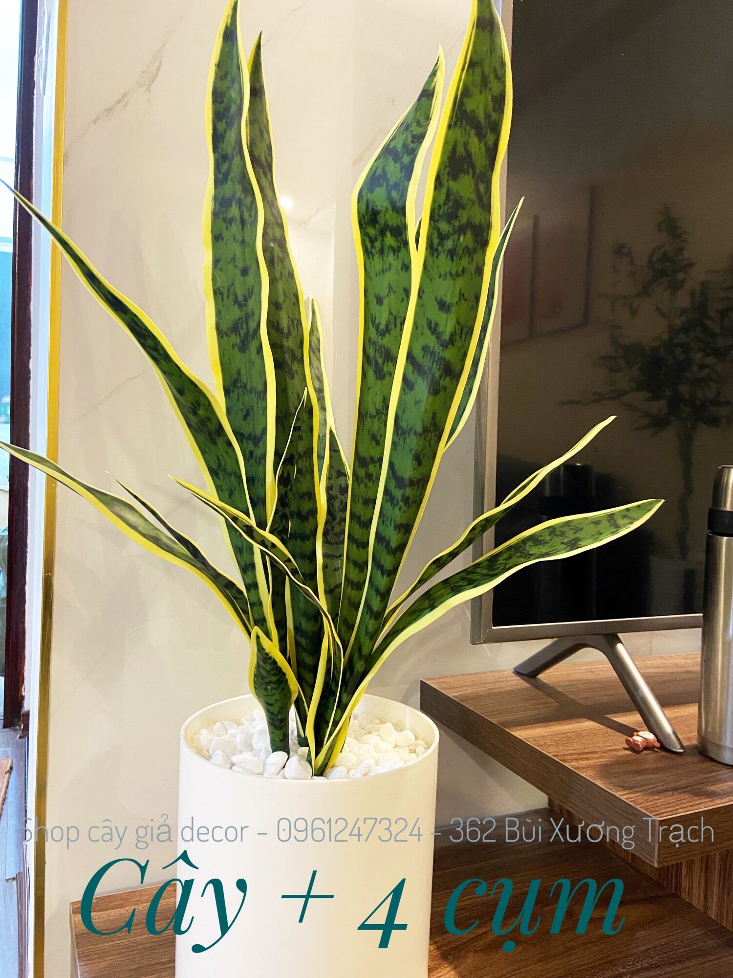 Cây lưỡi hổ giả - cây giả decor