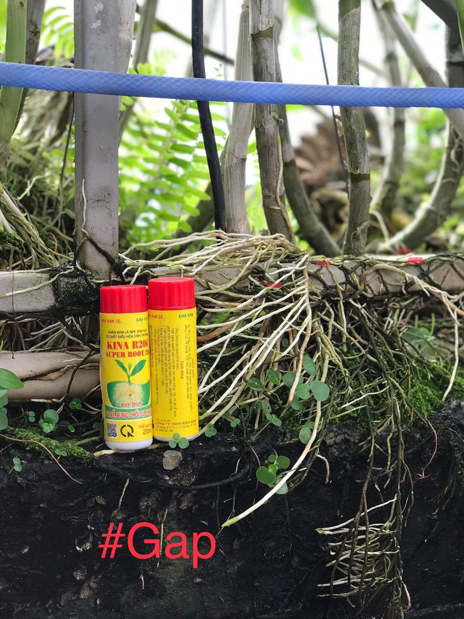 Kích rễ bung chồi KiNa Super Root