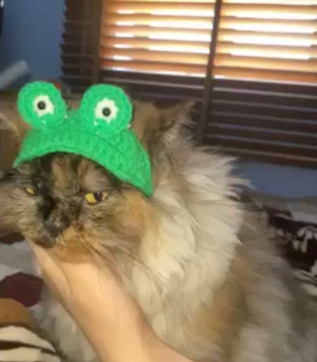 Nón mũ ếch xanh cho guinea pig, bọ ú, mèo con