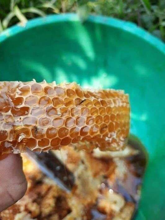 Mật Ong Hoa Cà Phê ( 1 Chai 1 Lít)