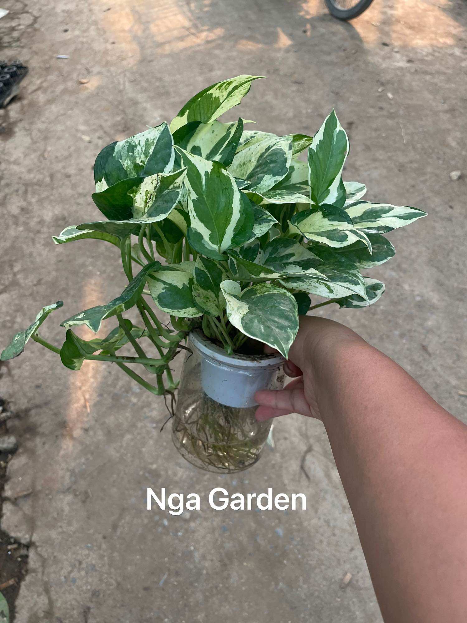 Cây trầu bà sữa thuỷ sinh, trầu bà cẩm thạch, cây phong thuỷ để bàn