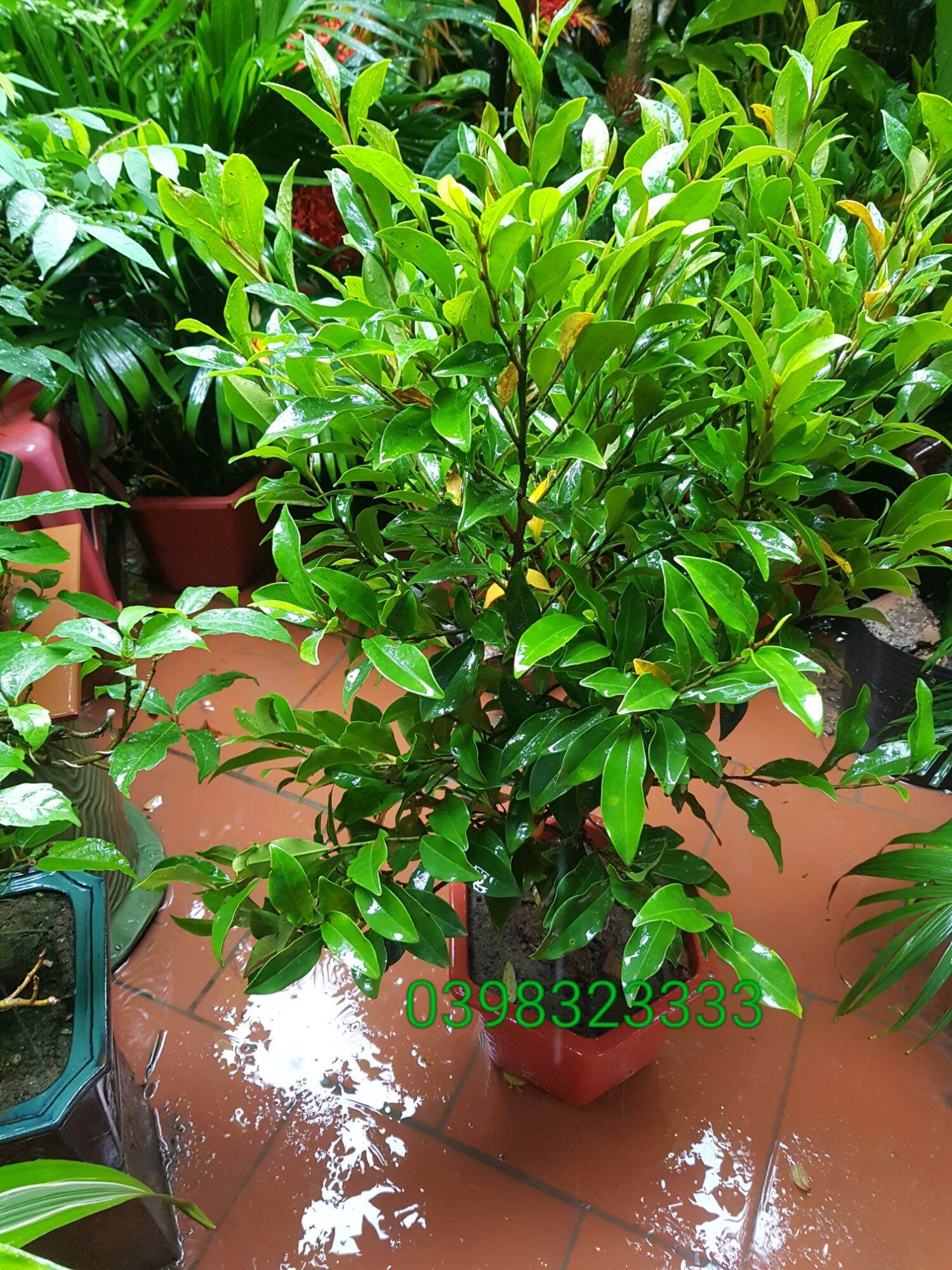 Cây hoa lan tiêu