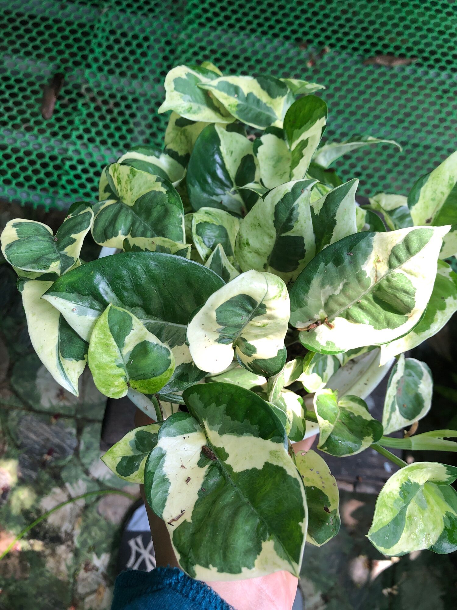 Chậu trầu bà Ngọc thủy