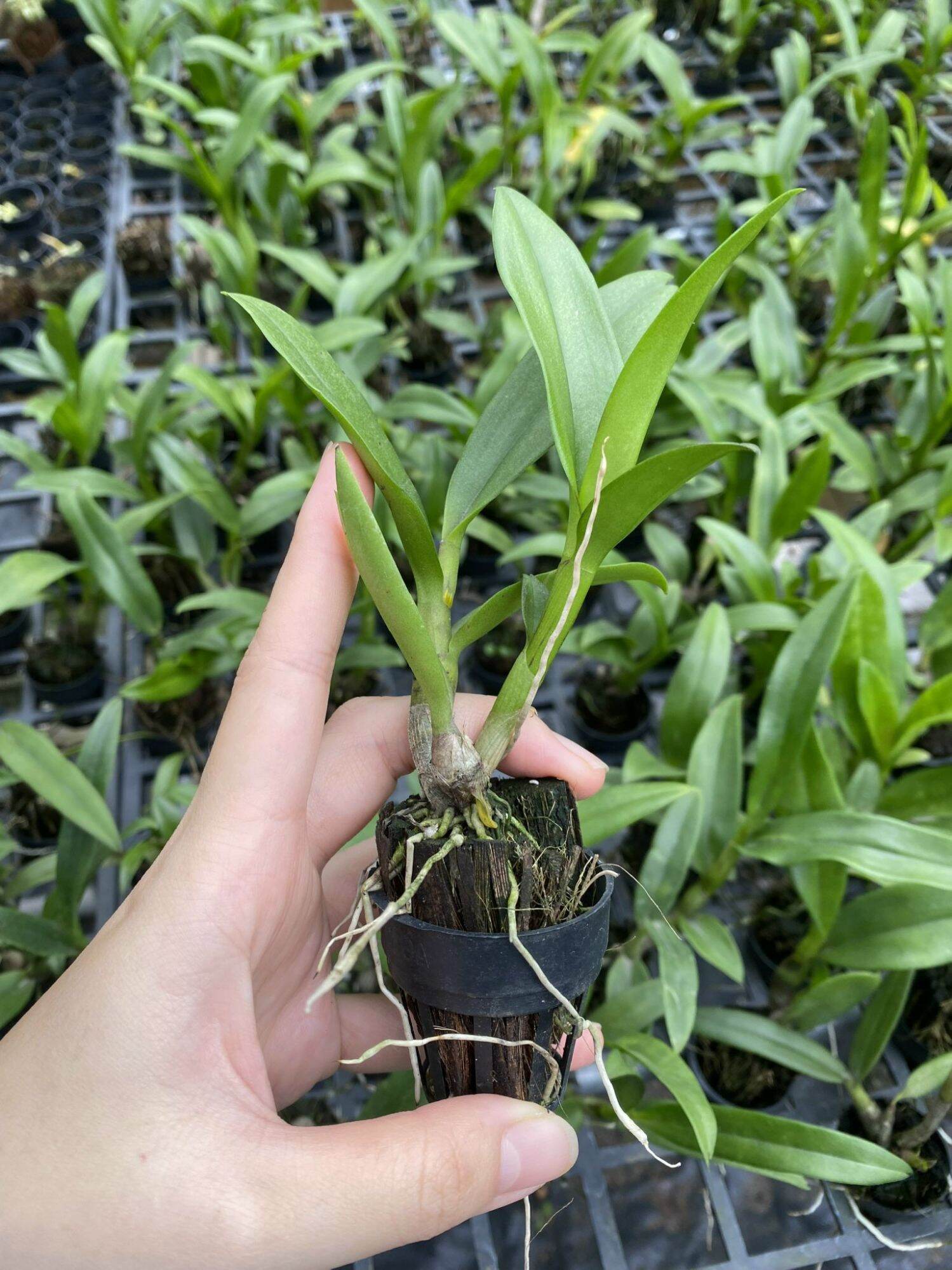 Cây giống lan Dendro 4N lai (Mã 4N)