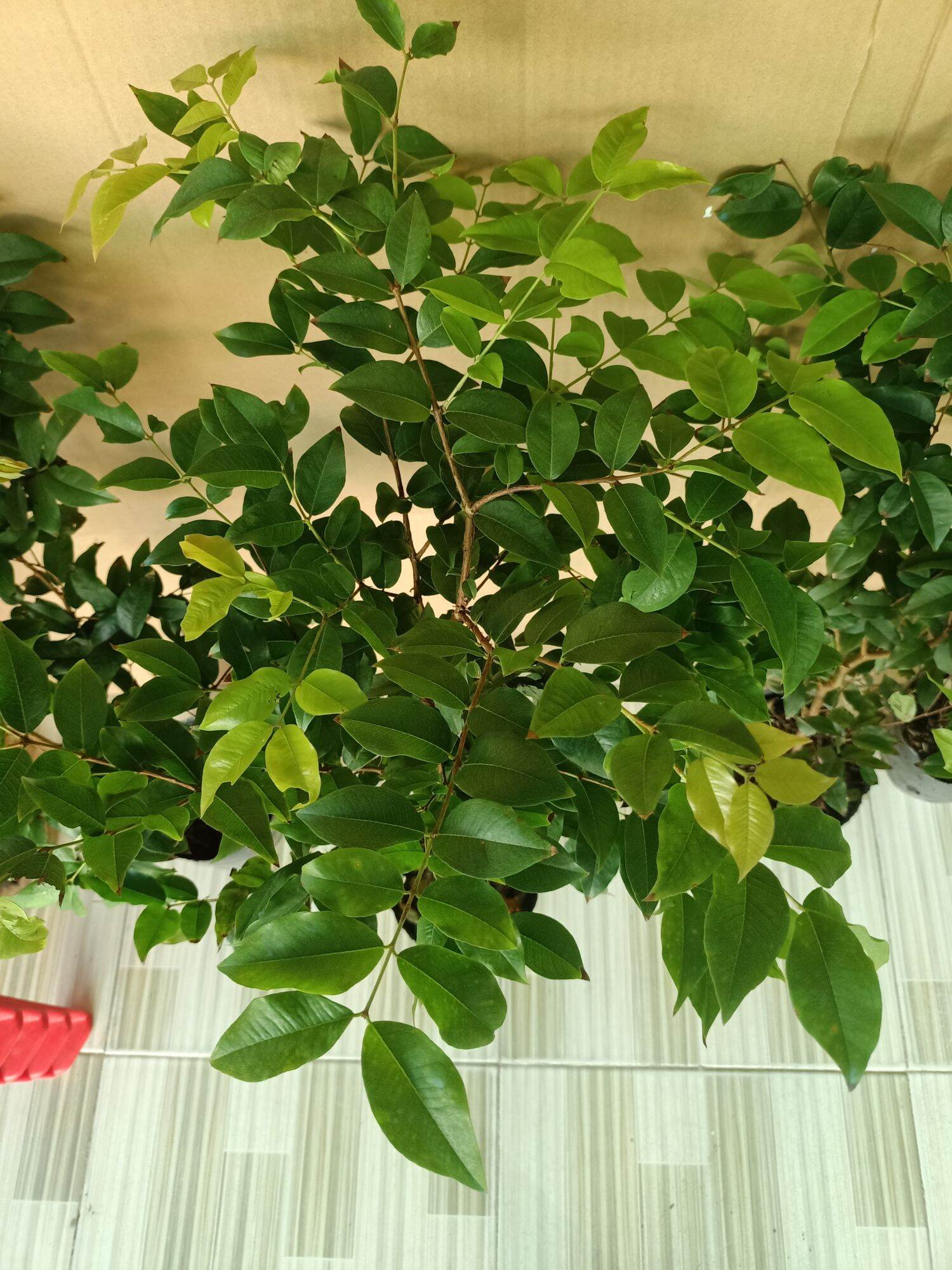 Nho thân gỗ tứ quý lá lớn