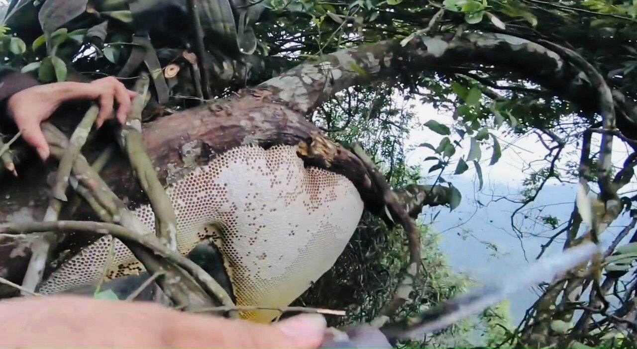 Mật Ong Rừng Nguyên Chất