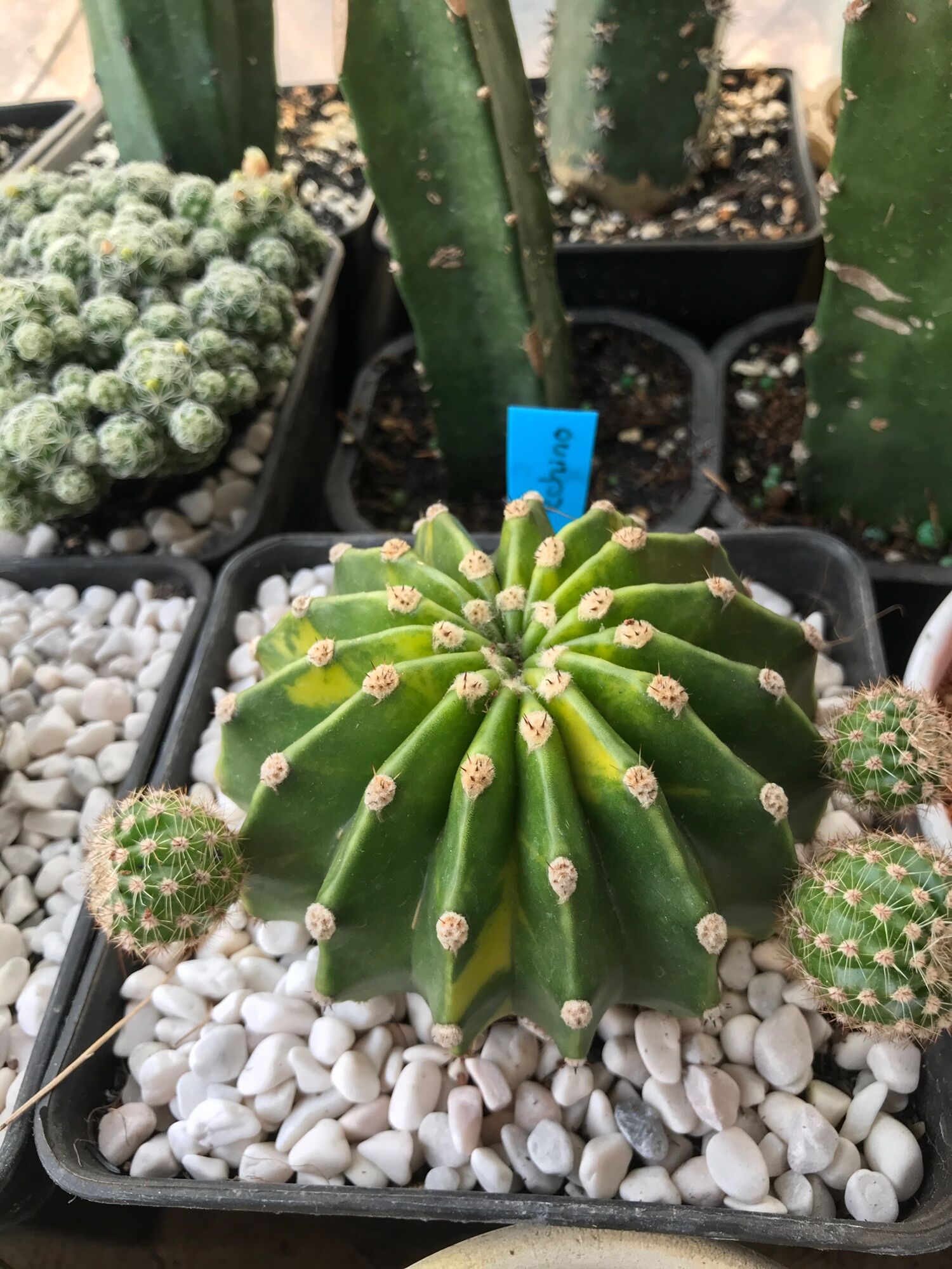 Xương rồng Echino lem vàng  size chậu 14cm