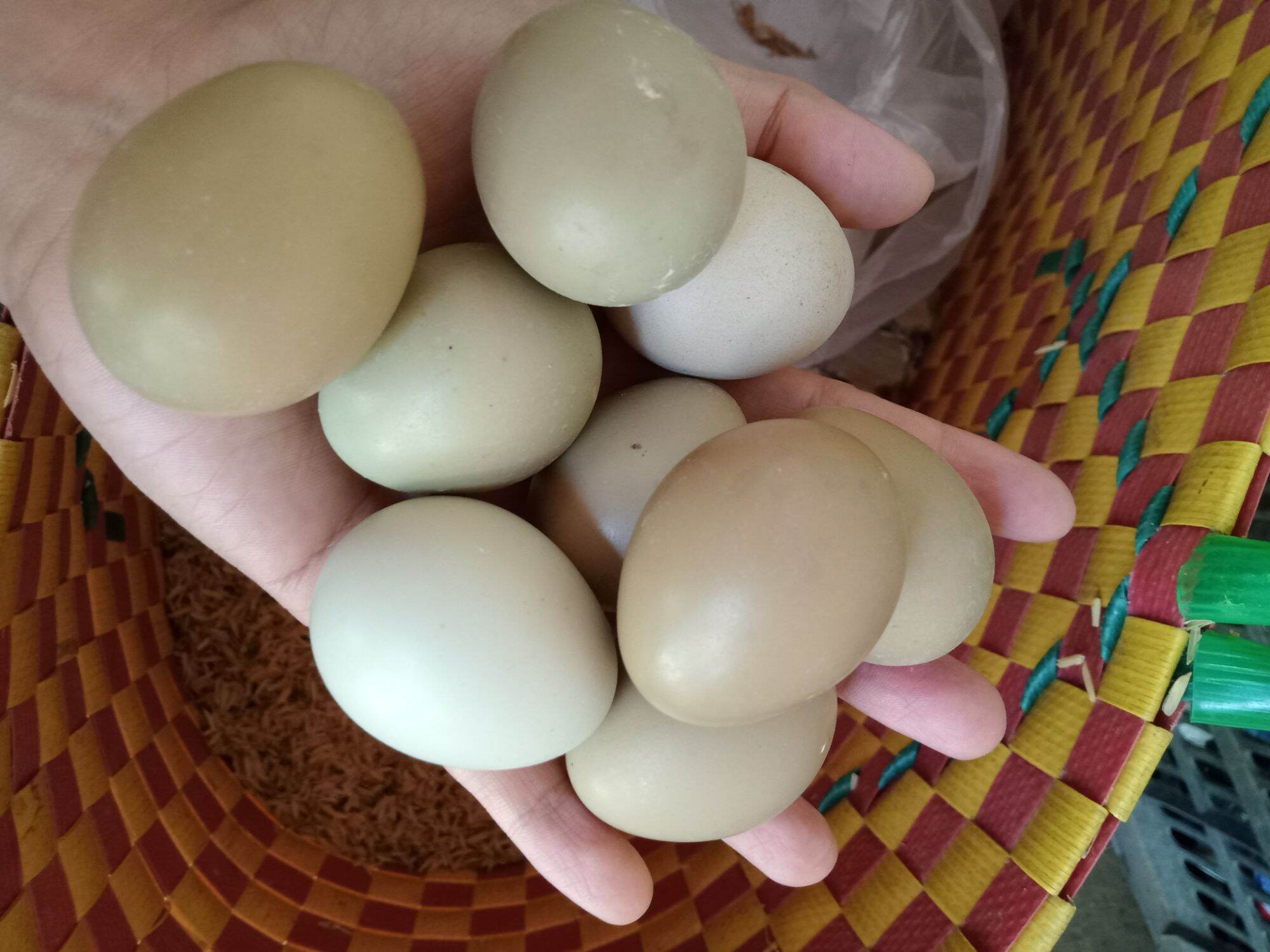 10 quả trứng chim trĩ so ăn rất bổ