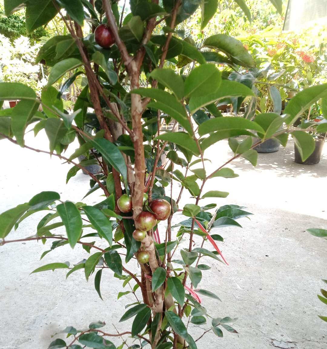 Cây 🌲 Nhỏ Thân Gỗ tứ quý đang trái