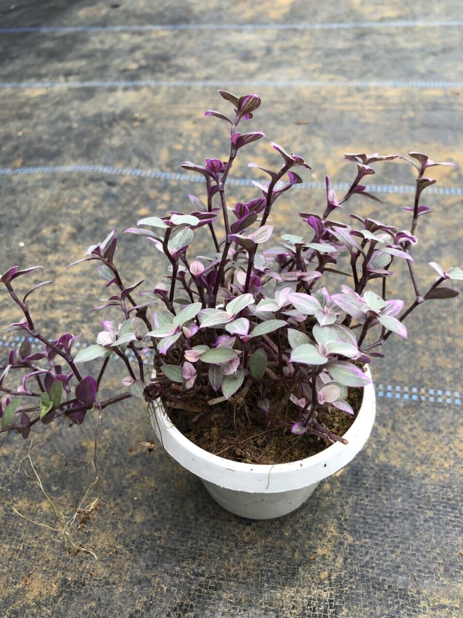 Quý cô hồng chậu treo nini