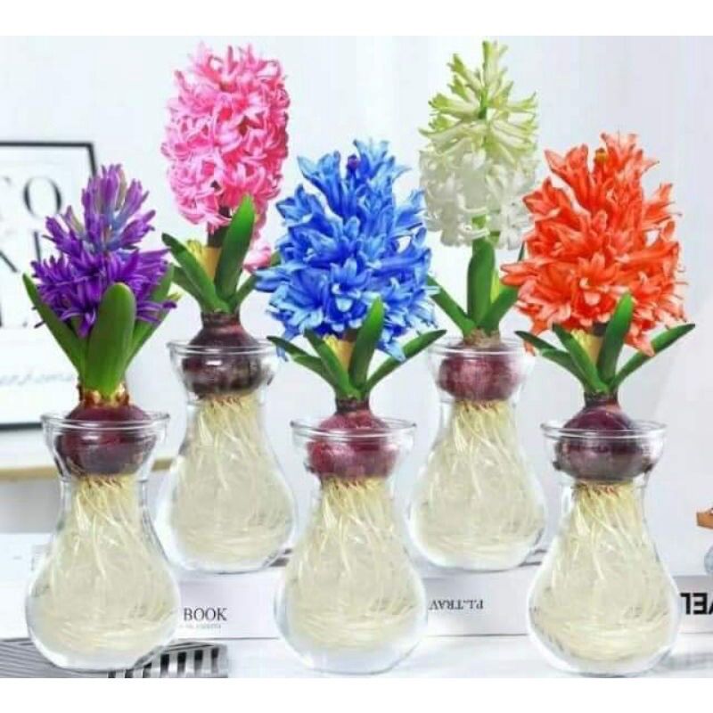 Củ hoa tiên ông nở tết(2 củ)