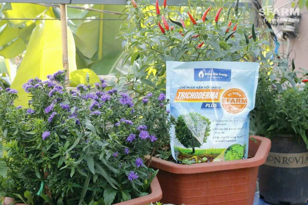 chế phẩm mấm đối kháng ~ TRICHODERMA ( humic)  sfarm gói 1kg