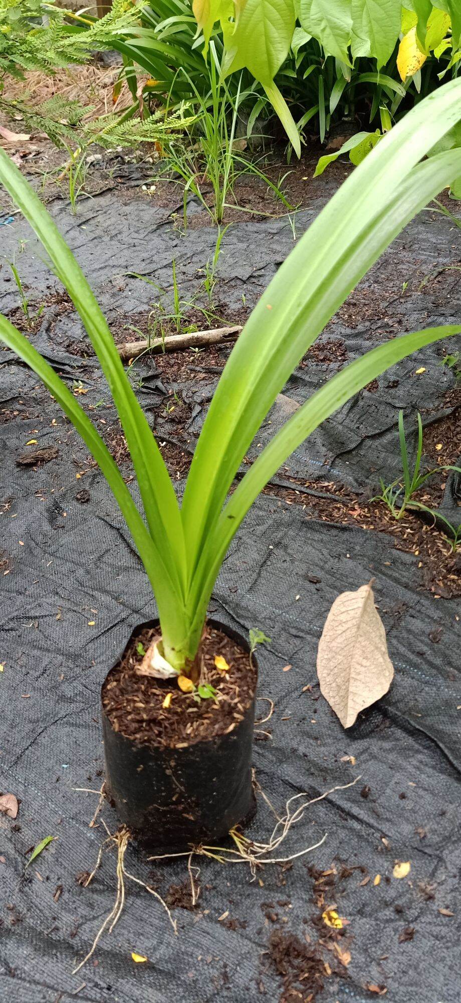 cây bạch trinh biển( củ huệ bạch trinh)- cây kiểng làng hoa sa đéc