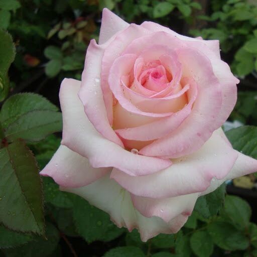 Hoa hồng Moonstone Rose - hoa màu hồng phấn