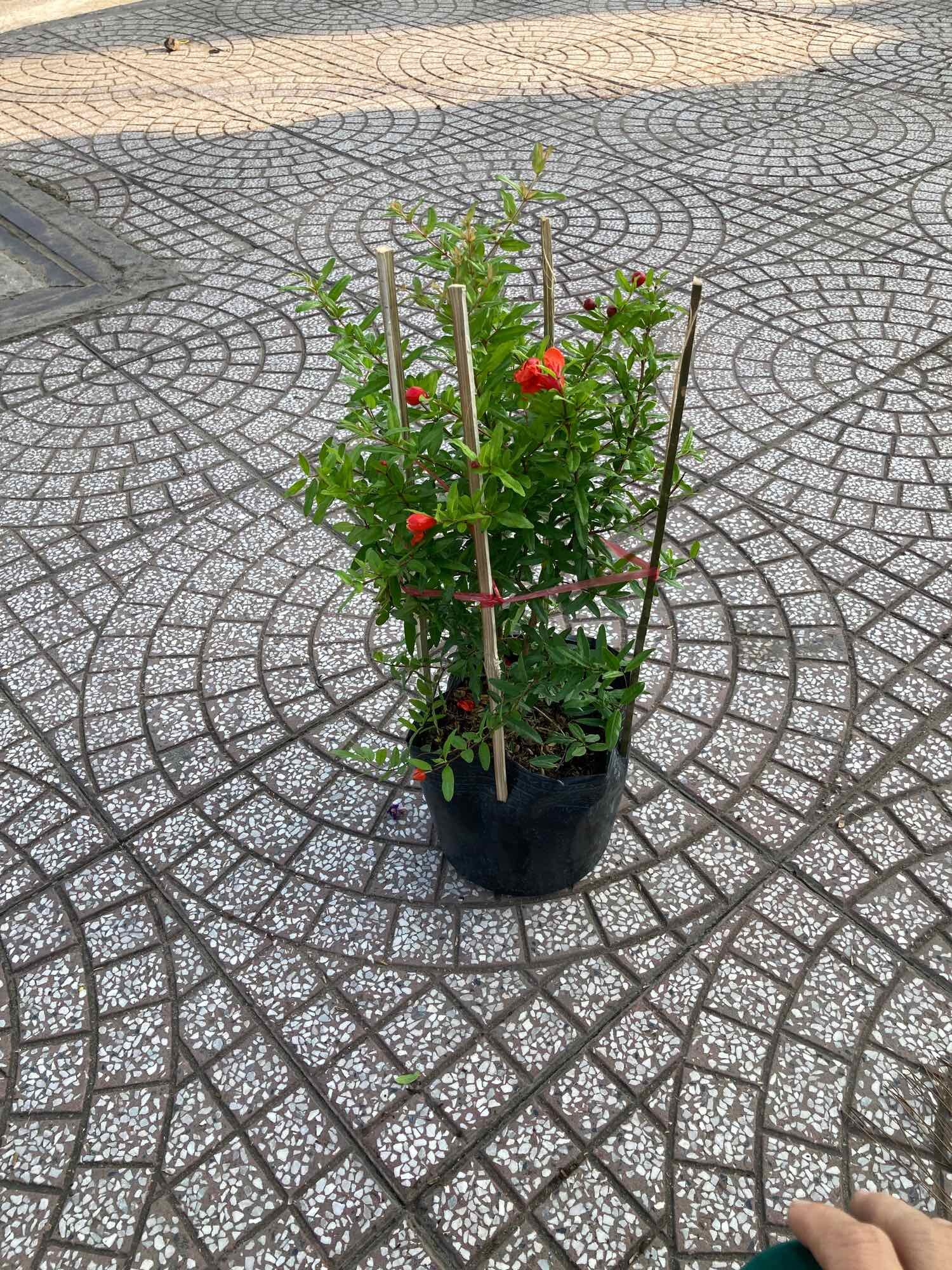 Lựu đỏ Ấn Độ - ruột đỏ- ăn trái