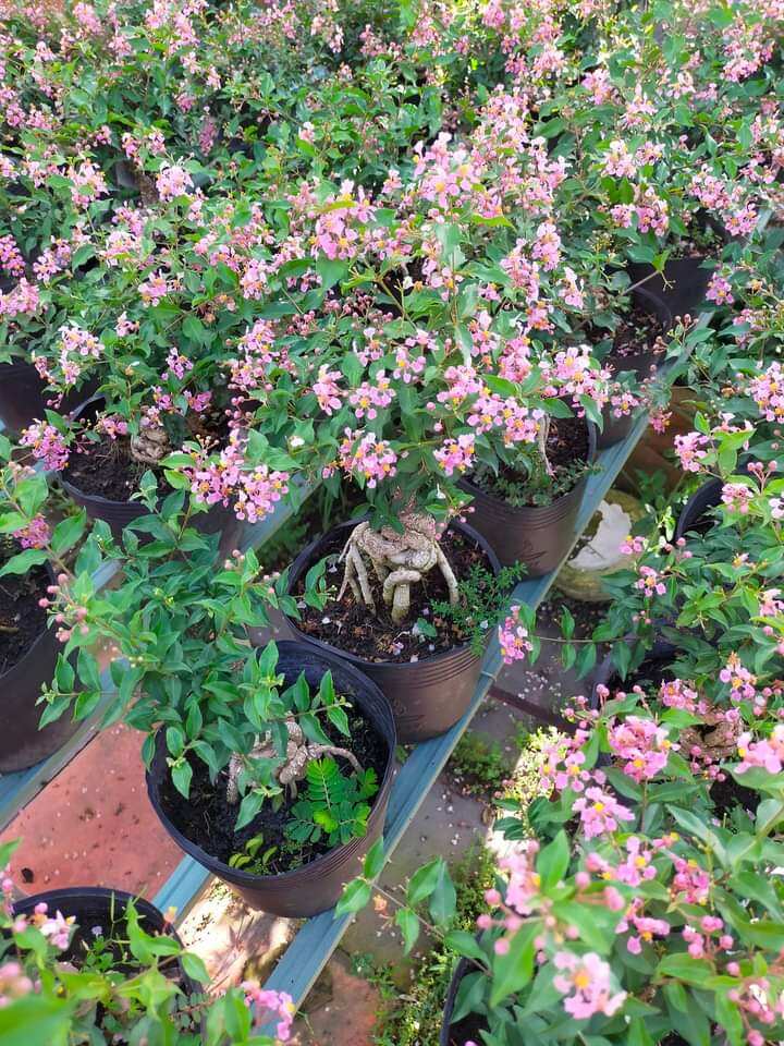 Hồng ngọc mai bonsai để bàn