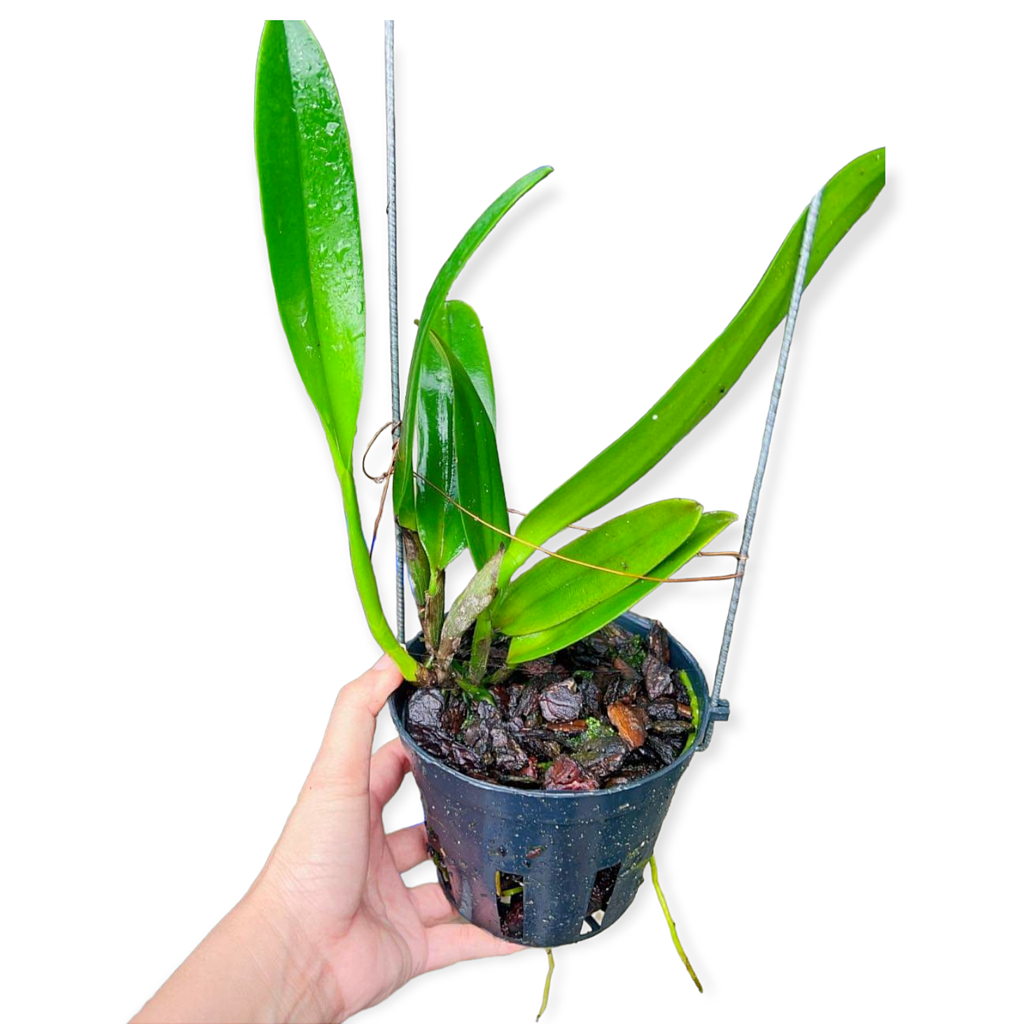Cattleya Amazing Thailan - Cây Trưởng Thành