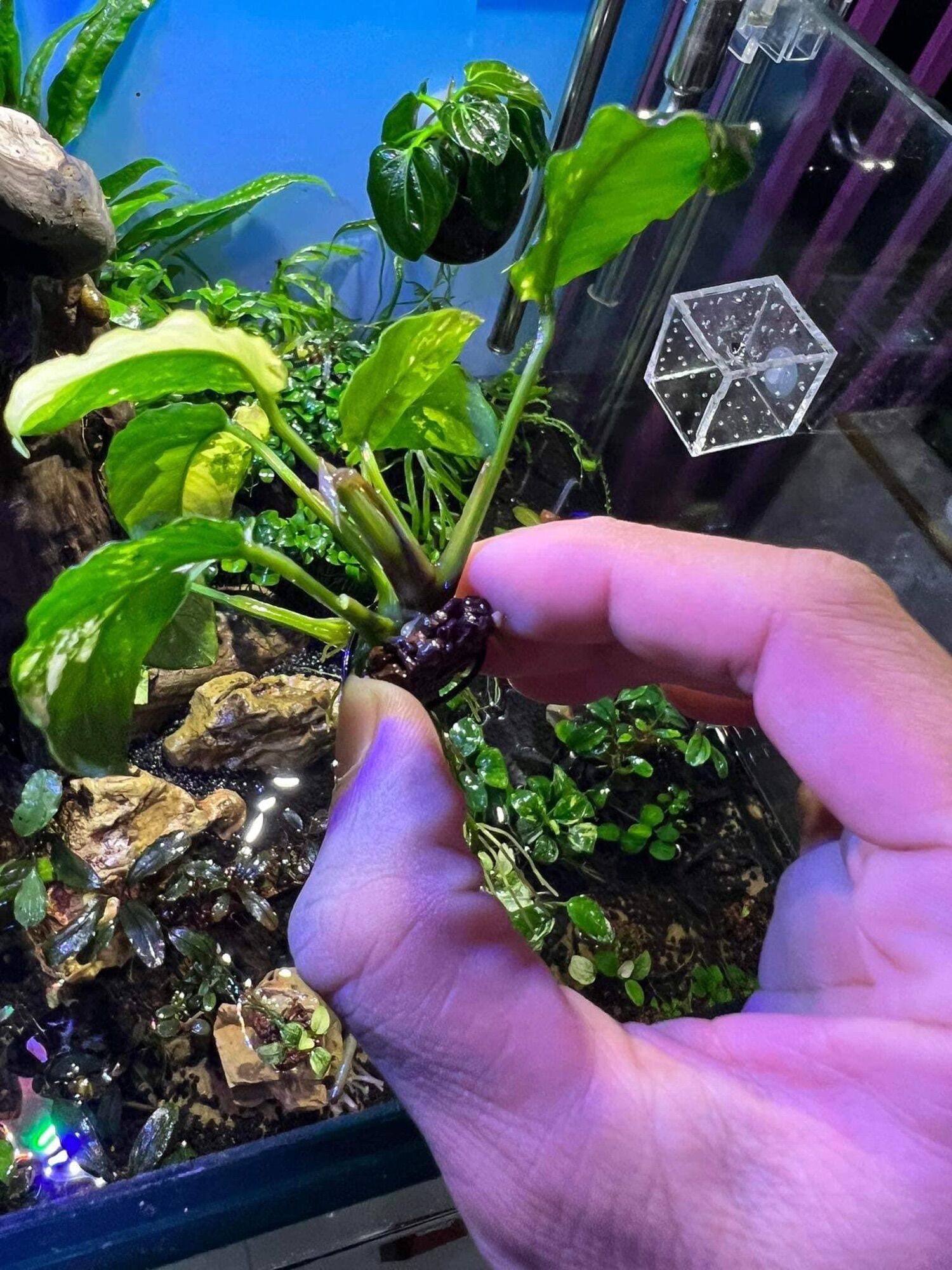 Stop Roting - trị thối rữa trên cây thuỷ sinh