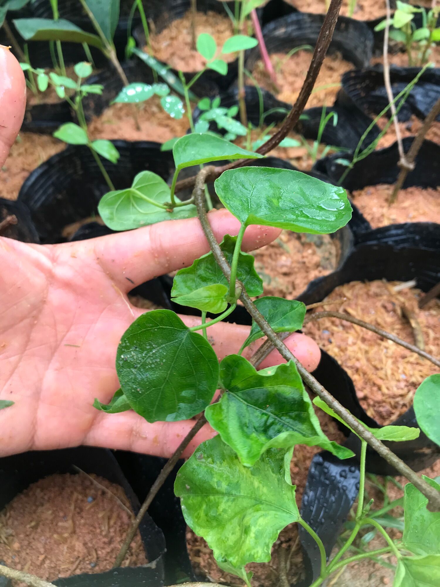 Cây hoa thiên lý giống