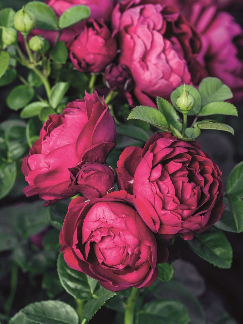 Hoa hồng Ascot Rose - hồng bụi, hoa thơm