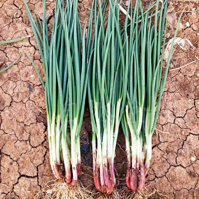 300 HẠT GIỐNG HÀNH GỐC ĐỎ