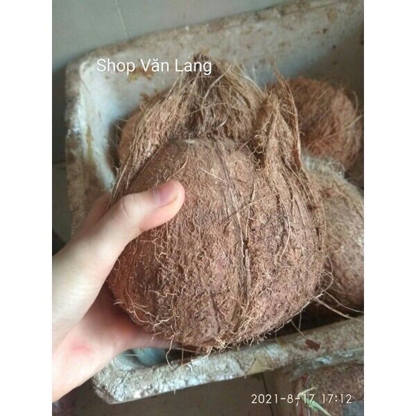 Quả dừa già khô nhiều nước cùi dày loại to
