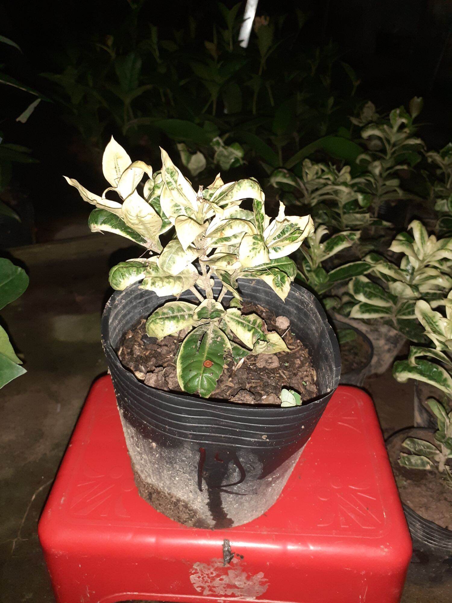 5 cây giống bông trang cẩm thạch