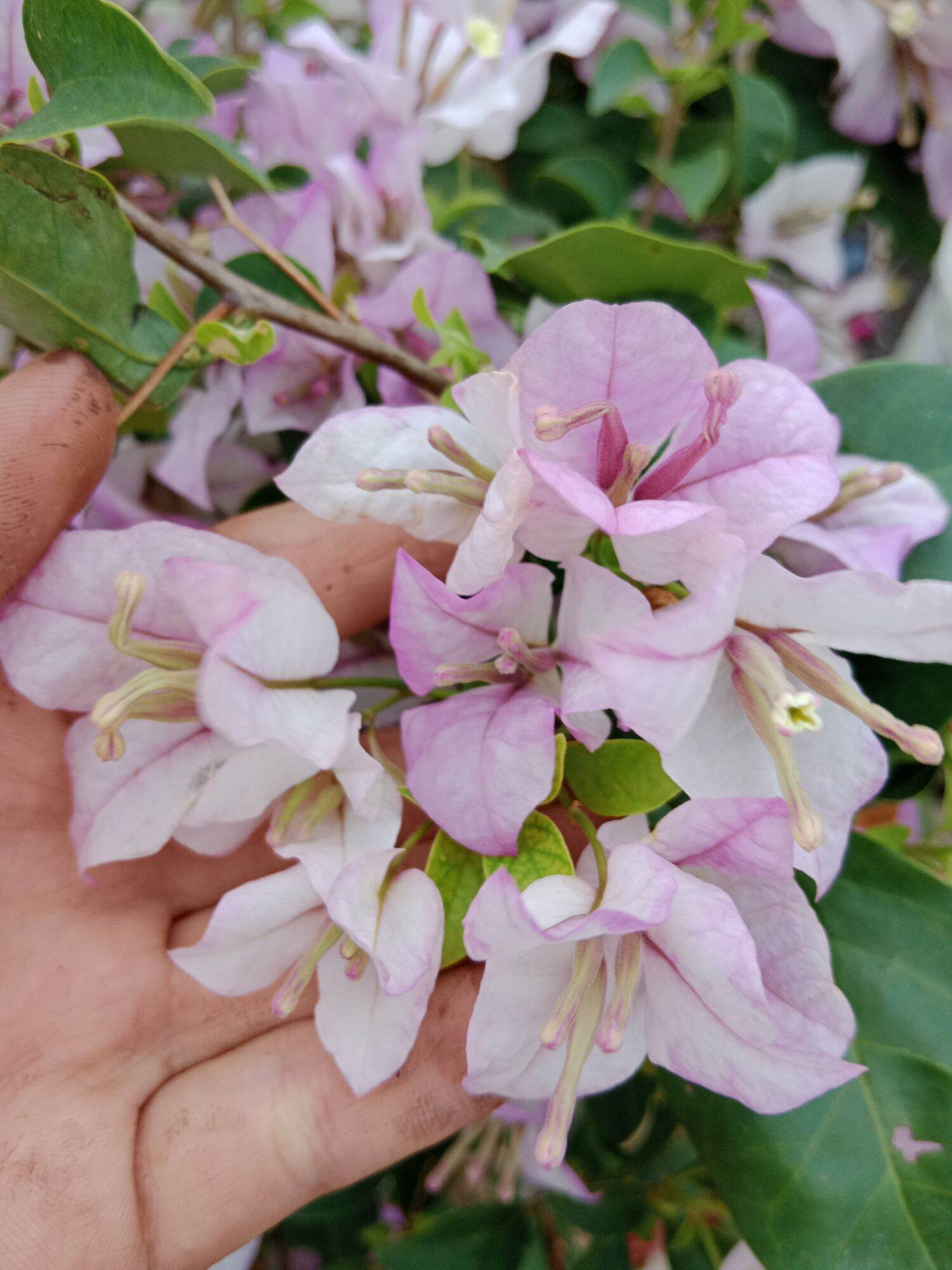 cây hoa giấy ghép ( tím tuyết)