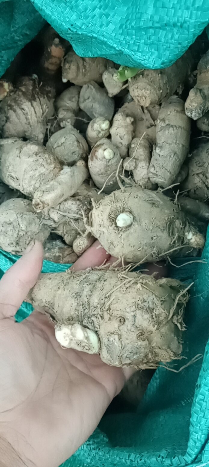 Hạt chùm ngây Khô 500g