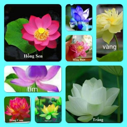 Hạt Sen Mini Nhật dễ trồng sỉ 1k( gói 10 hạt)
