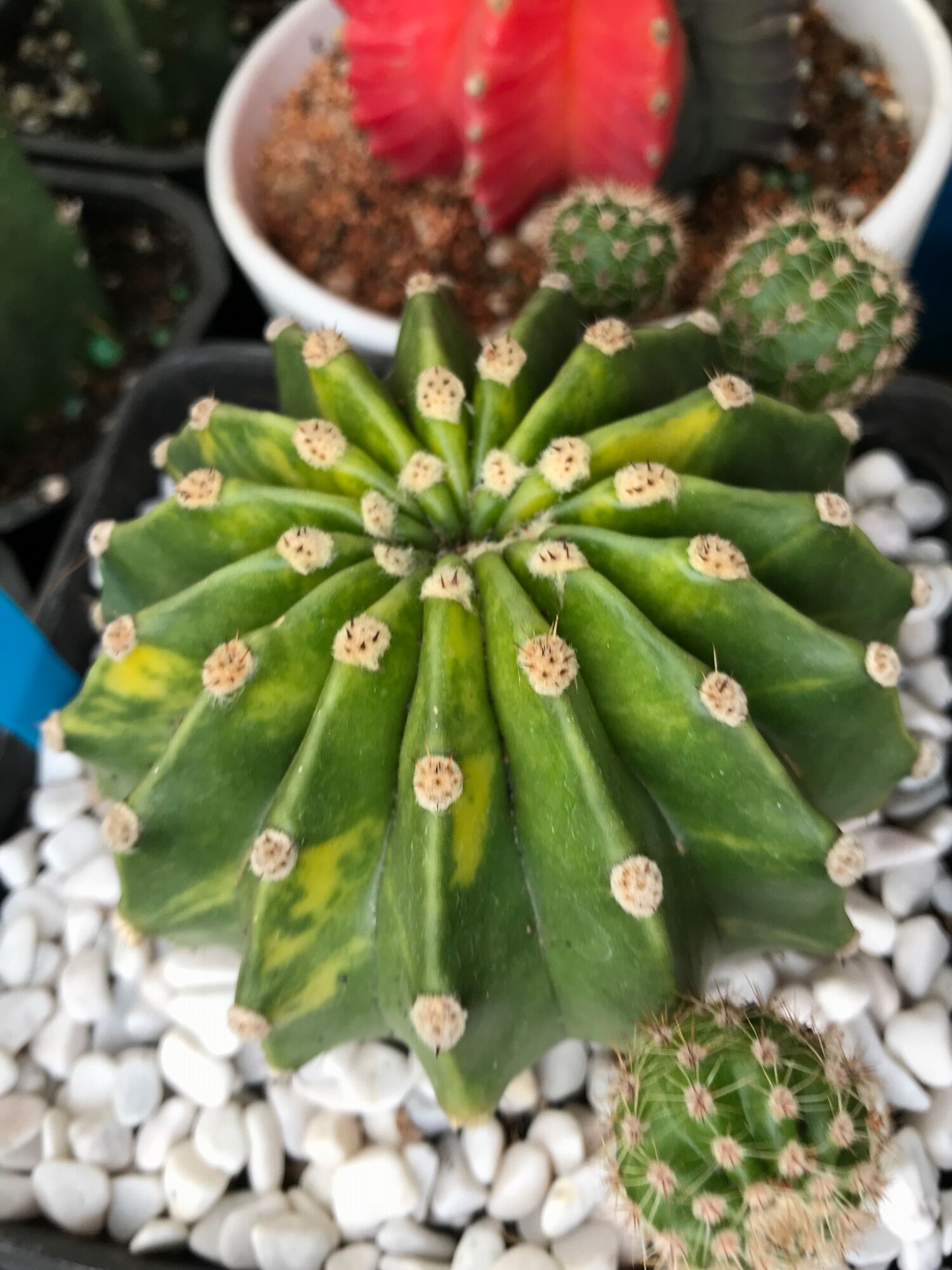 Xương rồng Echino lem vàng size chậu 14cm