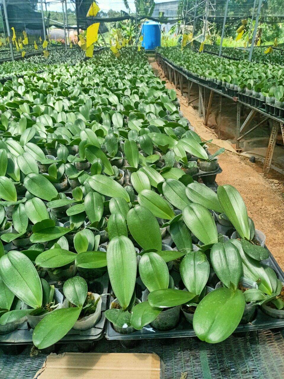 Lan hồ điệp giống
