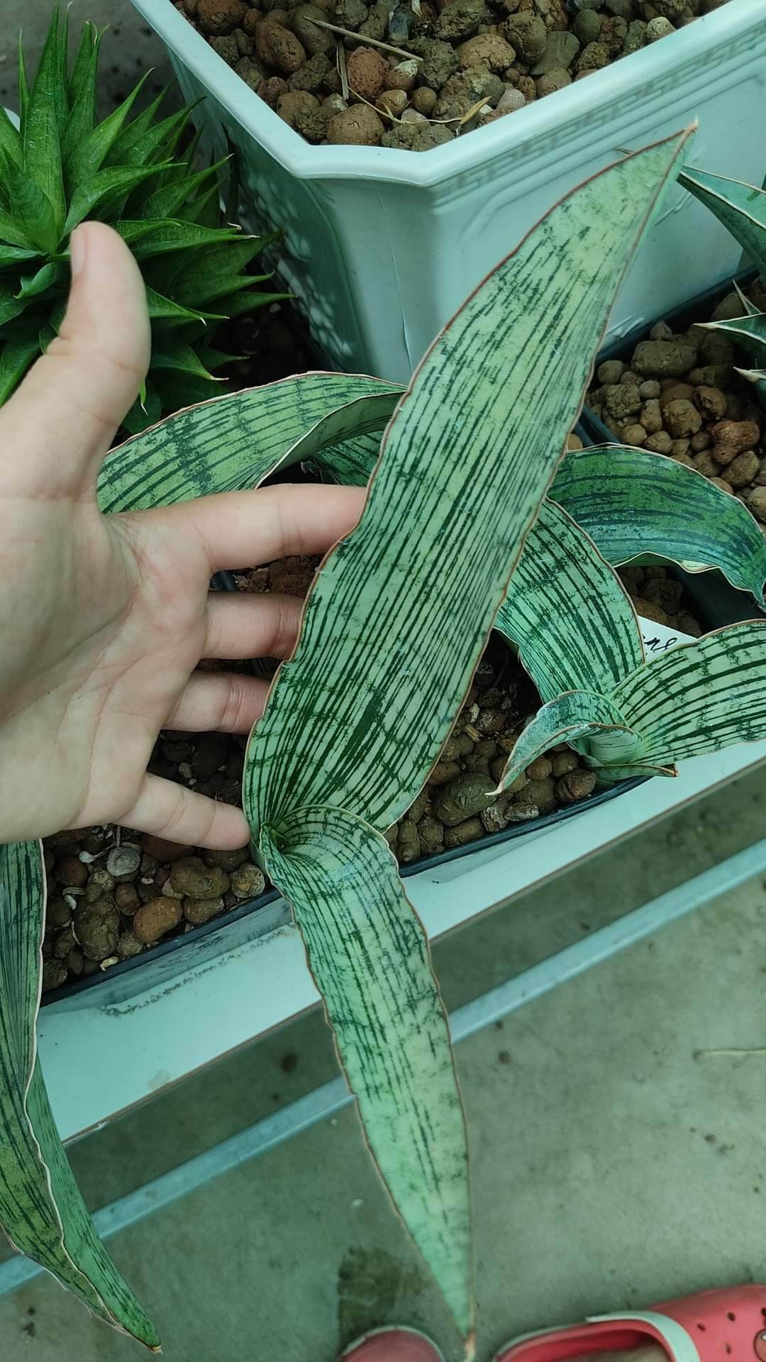 Cây lưỡi hổ Cleopatra - Sansevieria Cleopatra