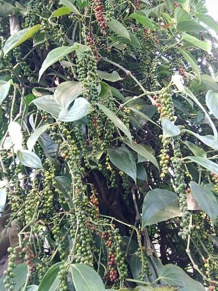 Hạt Tiêu 2kg