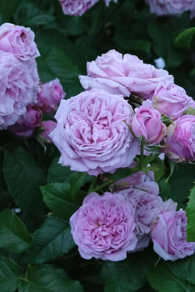 [HCM]Hoa hồng ngoại Blue Sky Rose ( hồng leo)
