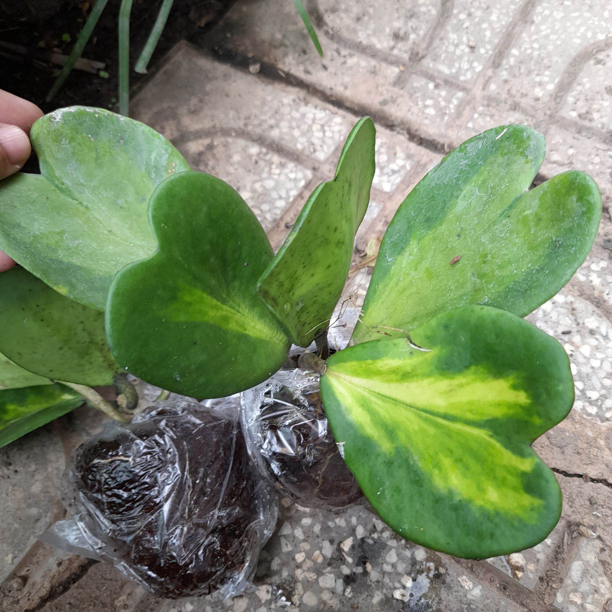 Cây lan cẩm cù lá tim var