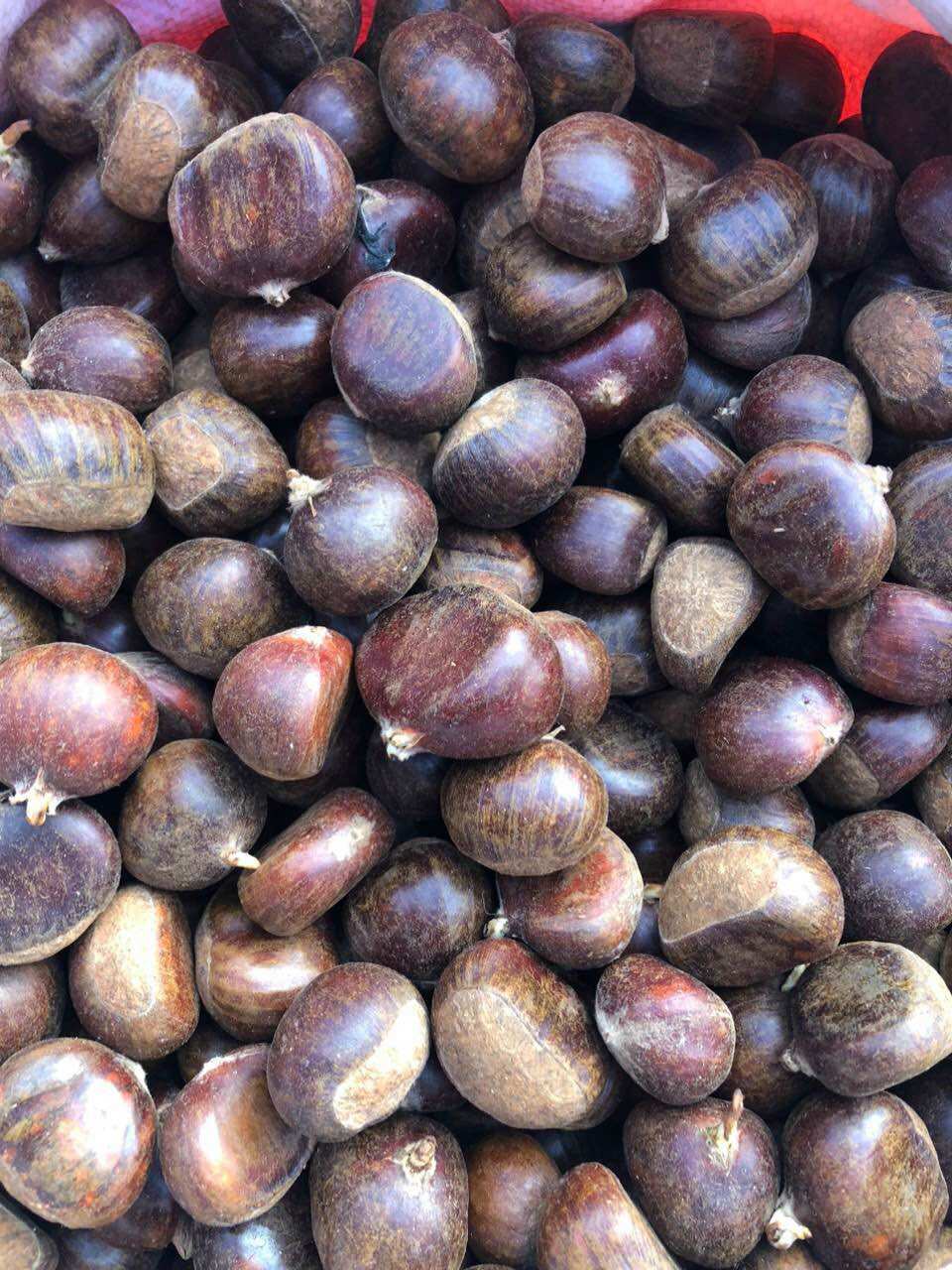 1kg HẠT DẺ TƯƠI Cao Bằng