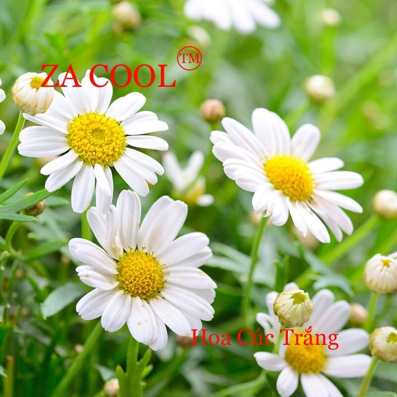 Bột thanh nhiệt Za Cool 3 vị (Sản phẩm xuất khẩu)