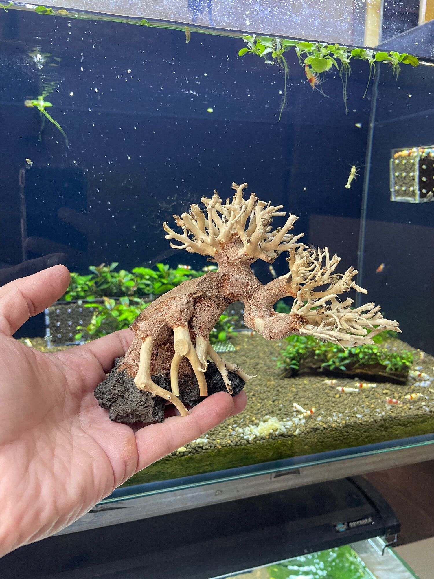 Lũa bonsai tiêu chuẩn đế đá cao 10cm dài 15cm