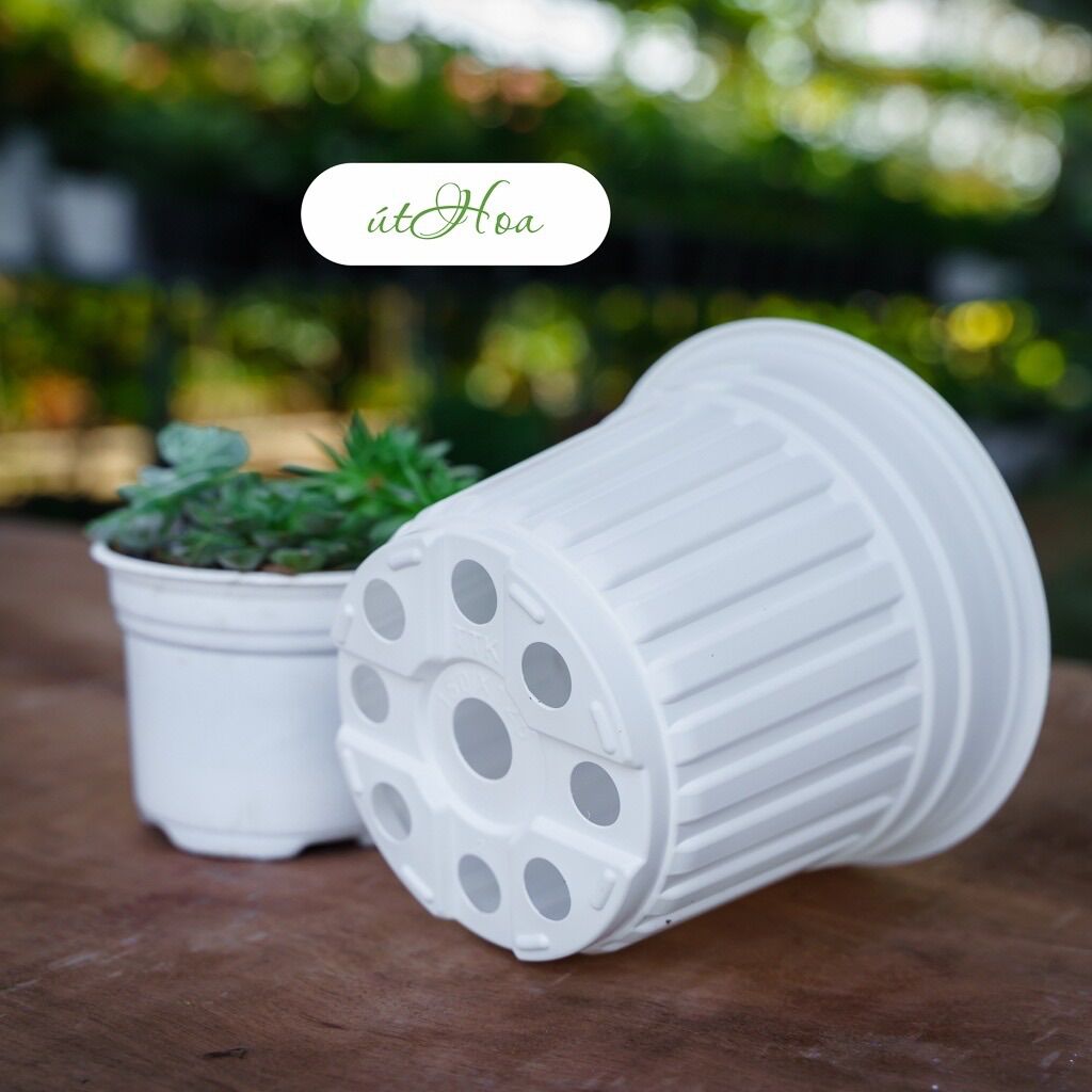 Chậu nhựa trắng T23 (23x16cm)có vành miệng cứng